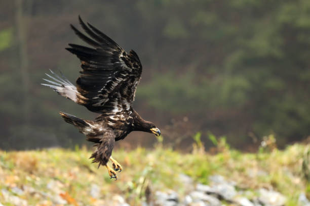 istock White-tailed Eagle, Haliaeetus albicilla, catching prey in  the water, with brown grass in background, Poland 1280958282