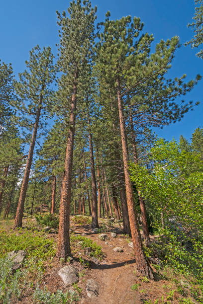istock Alpine Trail Amongst the Pines 1280959300