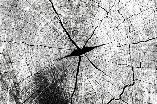 Black and white old tree stump, cross section, abstract background with copy space, full frame horizontal composition