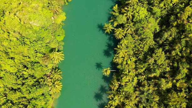 istock Loboc river in the jungle. Bohol, Philippines 1280961762