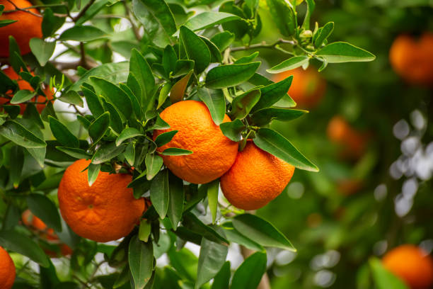 istock Tangerine garden with fruits 1280962044