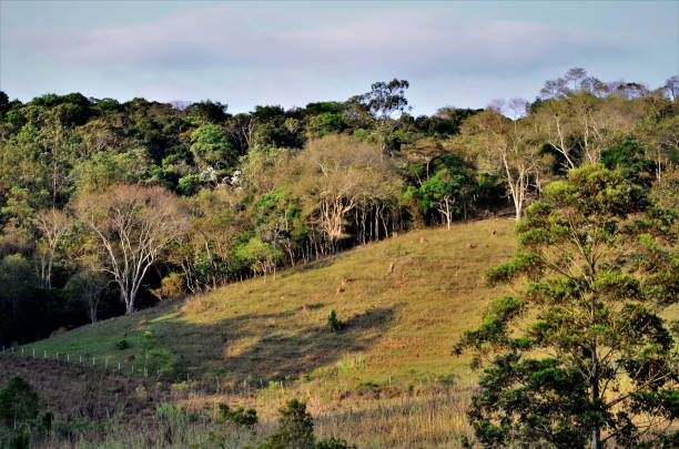 istock Hill full of diverse trees 1280963999