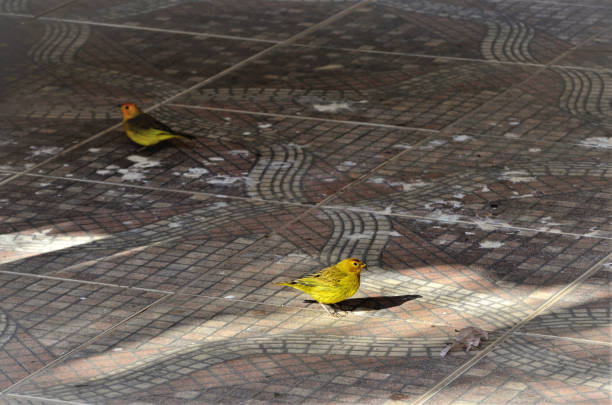 Couple of Sicalis flaveola on the floor in the cottage