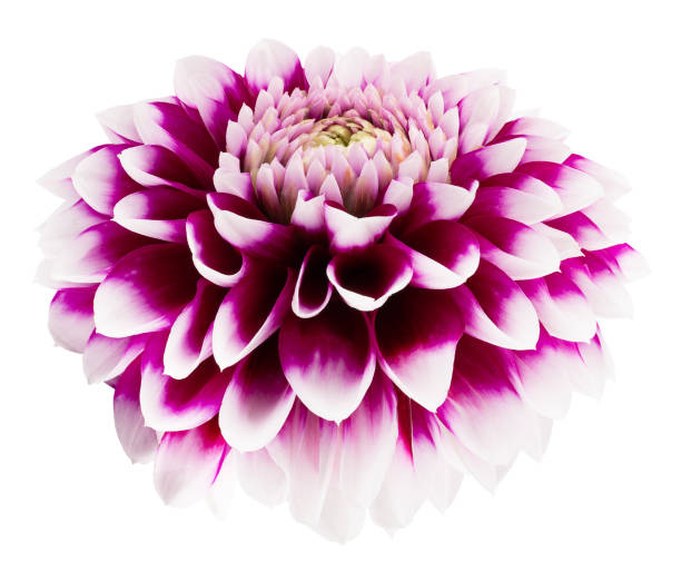 istock purple dahlias isolated on a white background 1280965808