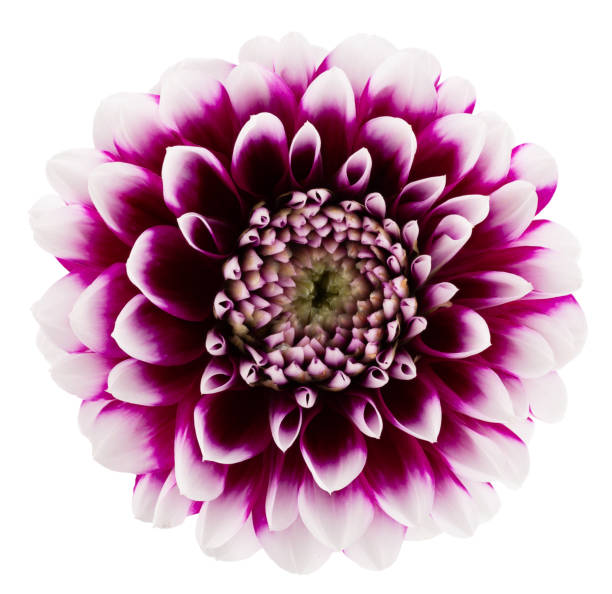 istock purple dahlias isolated on a white background 1280965815