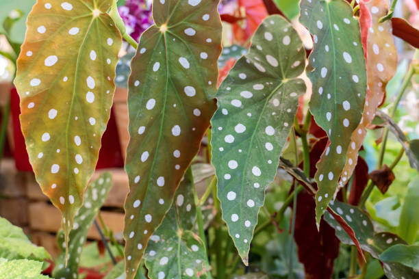 istock Polka--dotted Begonia 1280965831