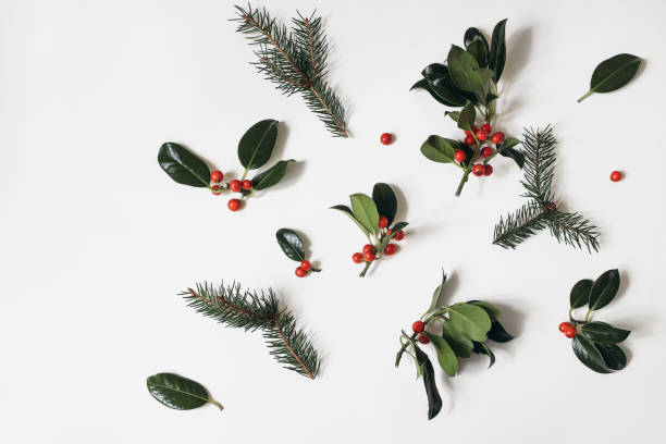 Christmas floral pattern. Border frame of red holly berries and green spruce tree branches isolated on white table background. Winter natural decoration. Botanical festive flat lay, top view. stock photo
