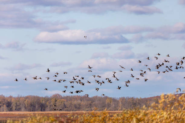 istock Migration Flock of Greater White-fronted Geese 1280967469