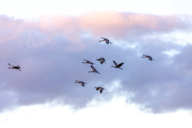 istock Migration Flock of sandhill cranes 1280967471