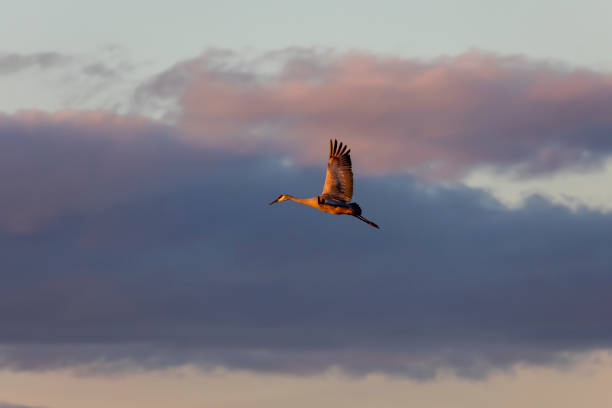 o guindaste de arenito em voo - sandhill crane - fotografias e filmes do acervo