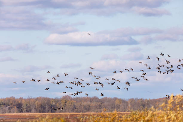 Migration Flock of Greater White-fronted Geese