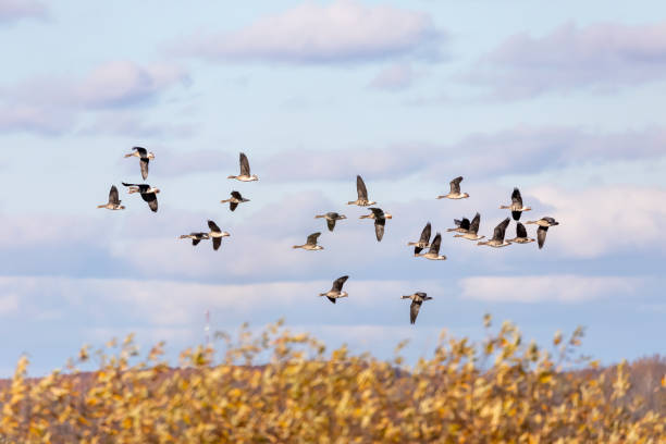 istock Migration Flock of Greater White-fronted Geese 1280967522