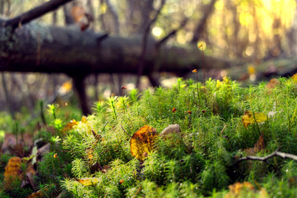 Autumn in the forest. Close up of beautiful forest moss Polytrichum with wilted yellow autumn leaves on sunlight and old fallen trunk stock photo
