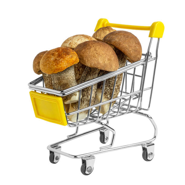 Fresh tasty wild mushrooms in the shopping cart. Organic orange-cap boletus. stock photo