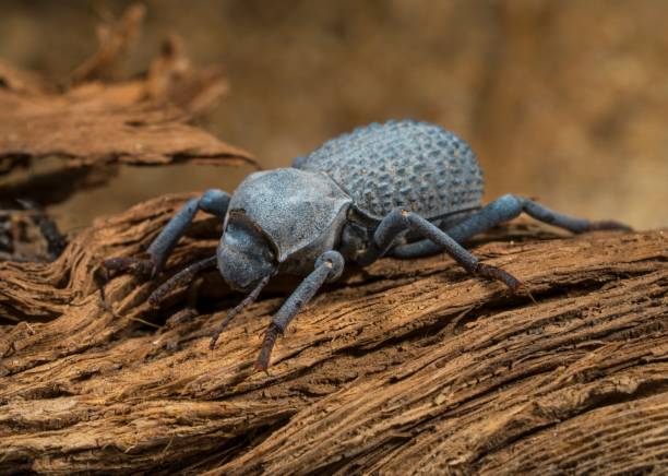macro Asbolus verrucosus beetles on desert driftwood stock photo