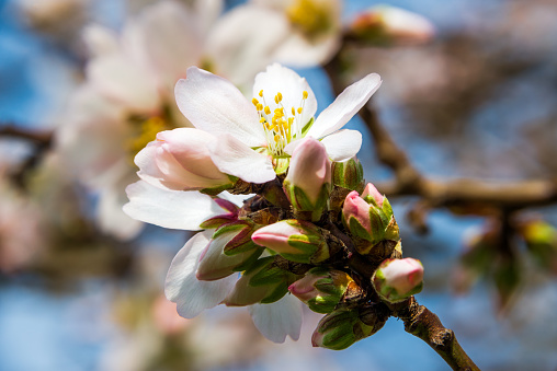 Image of a blooming nectarine tree