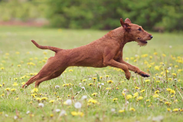 봄에 노란 민들레 꽃과 녹색 잔디에 점프 젊은 활성 아일랜드 테리어 개 - irish terrier dog running terrier 뉴스 사진 이미지