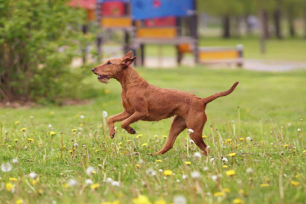 jeune chien irlandais actif de terrier exécutant sur une herbe verte avec des fleurs jaunes de pissenlit au printemps - irish terrier dog running terrier photos et images de collection