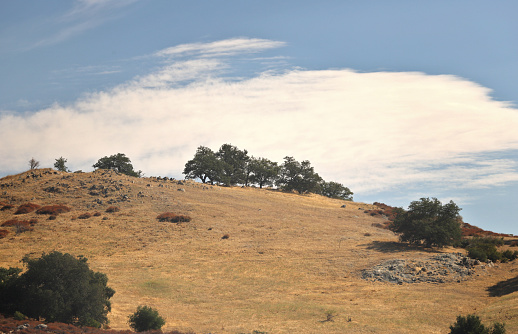 Golden hillside with trees against a blue sky with bright clouds.