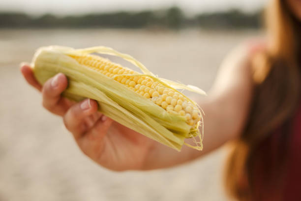 istock Female hand holding a delicious corn on a cob at the beach 1280973394