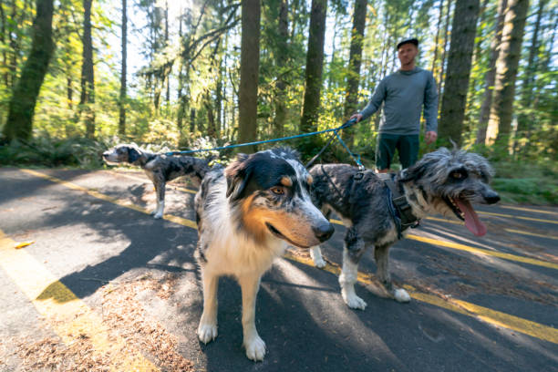 istock Three dogs on a walk with young adult man 1280973906