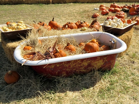 Antique bathtub in a field filled with pumpkins. Autumn decoration. Halloween. Copy Space.