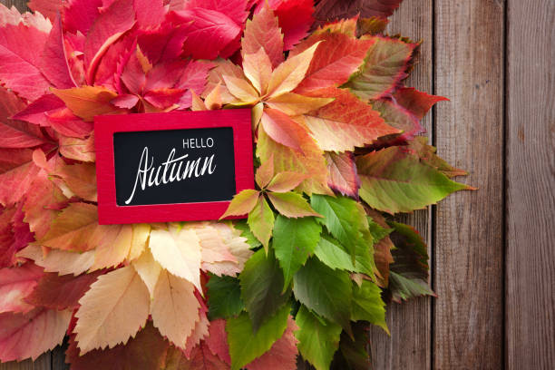 istock Colorful autumn leaves on rustic wooden background with text 1280977122