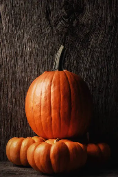 Carving pumpkin on top of three decorative mini pumpkins, Vertical format with warm side light and copy space.