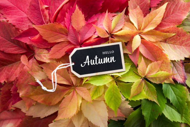 istock Colorful autumn leaves on rustic wooden background with text 1280978080