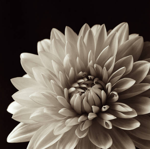 istock Macro View of Dahlia in Black and White. 1280978294