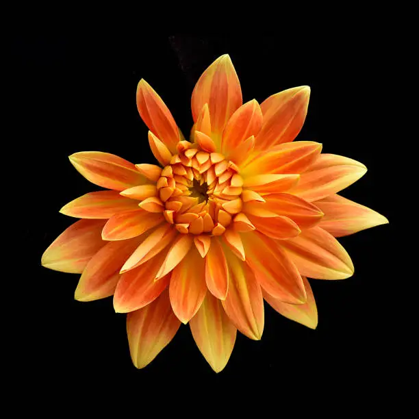 A very close up view of the center of a Yellow dahlia
