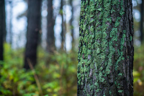 Moss on the old tree in emerald green forest. Selective focus. Shallow depth of field.