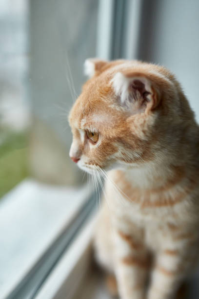 istock Young British Shorthair striped red cat sit on a windowsill 1280980862