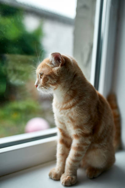 istock Young British Shorthair striped red cat sit on a windowsill 1280980865