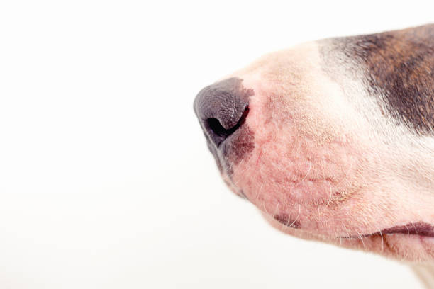 Close-up portrait of Bull Terrier Dog nose on isolated white background, profile view.
