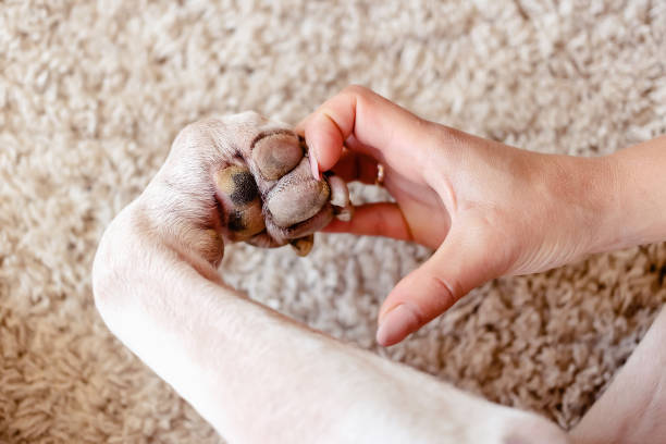 istock hand and paw making heart shape 1280981022