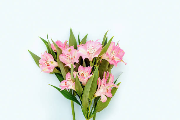 Beautiful pink Alstroemeria in spring and summer for design on the blue background.