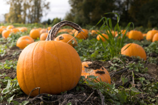 istock Close up view of a pumpkin in a field 1280985400