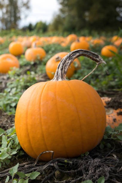 istock Close up view of a pumpkin in a field 1280985401