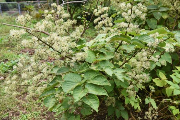 istock Aralia cordata (Japanese Udo plant) flowers 1280986088