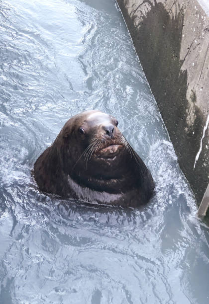 istock Sea Lions at Fish Locks 1280986646