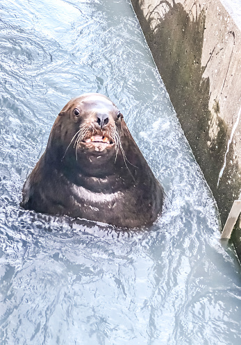 A sea lion stops for a picture while swimming in the fish locks. The sea lion is hoping for a free meal at the expense of spawning salmon. The fish locks of Valdez, Alaska team with a lot more than salmon. On this day the sea lion almost smiled for the camera.