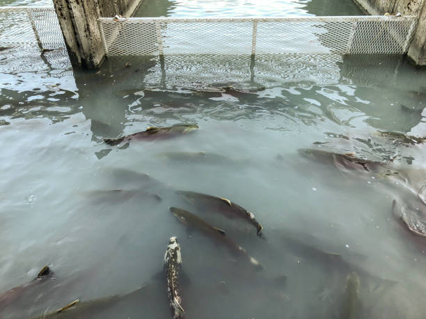 Many schools of fish in the natural river
