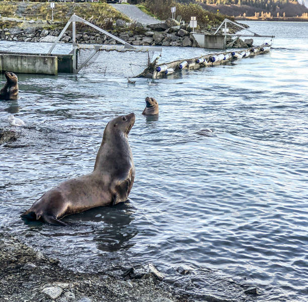 Sea lions can be seen hanging out at the fish hatchery in Valdez, Alaska.  These sea lions are hoping to get a free meal of spawning salmon.