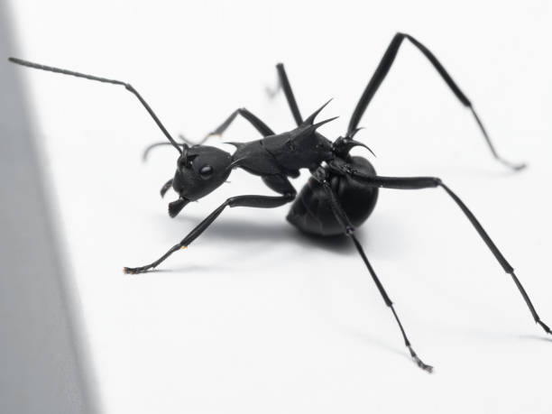 istock Macro Photo of Spiny Black Ant on White Floor 1280988606