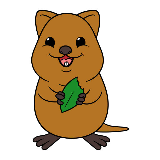 ilustraciones, imágenes clip art, dibujos animados e iconos de stock de cartoon lindo quokka vector ilustración - kangaroo animal humor fun