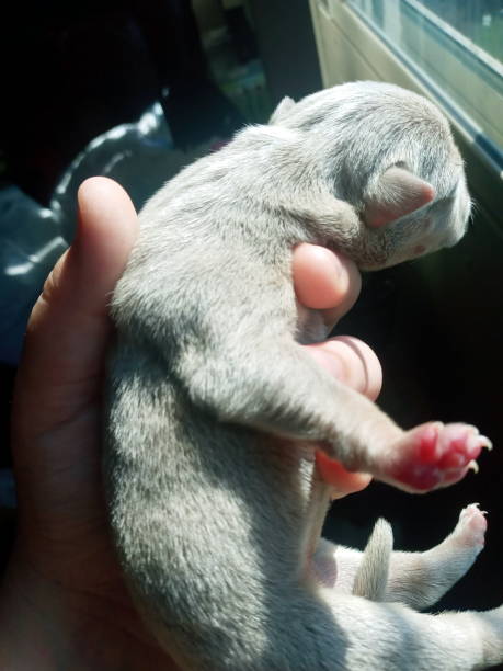 istock Newborn puppy love 1280989576