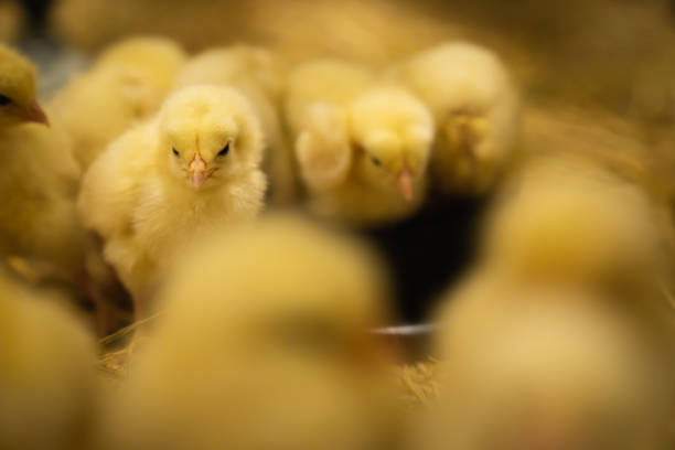 poussins jaunes de chéri sur une ferme de volaille - poultry farm chicken baby chicken photos et images de collection