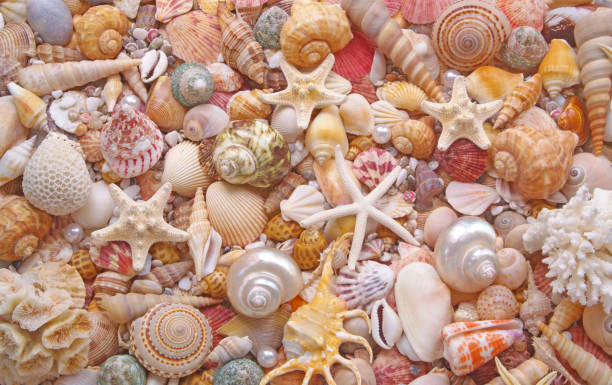 istock Seashells background, many seashells, pearls and starfishes 1280993469