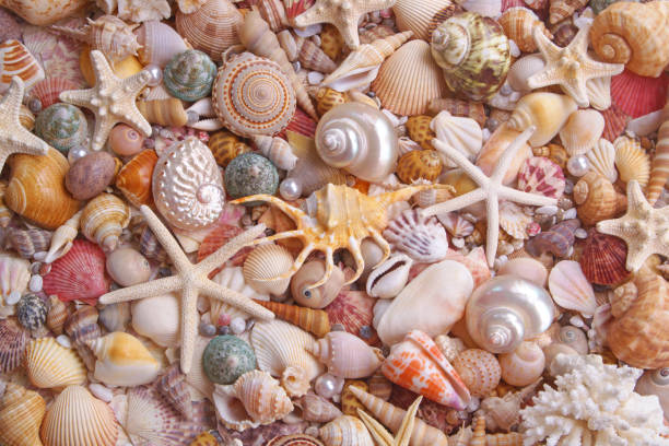 istock Seashells background, many seashells, pearls and starfishes 1280993494